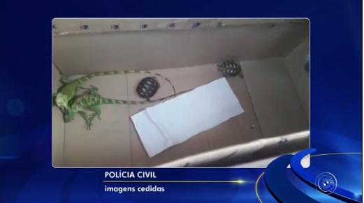 dois filhotes de jabutis e duas iguanas