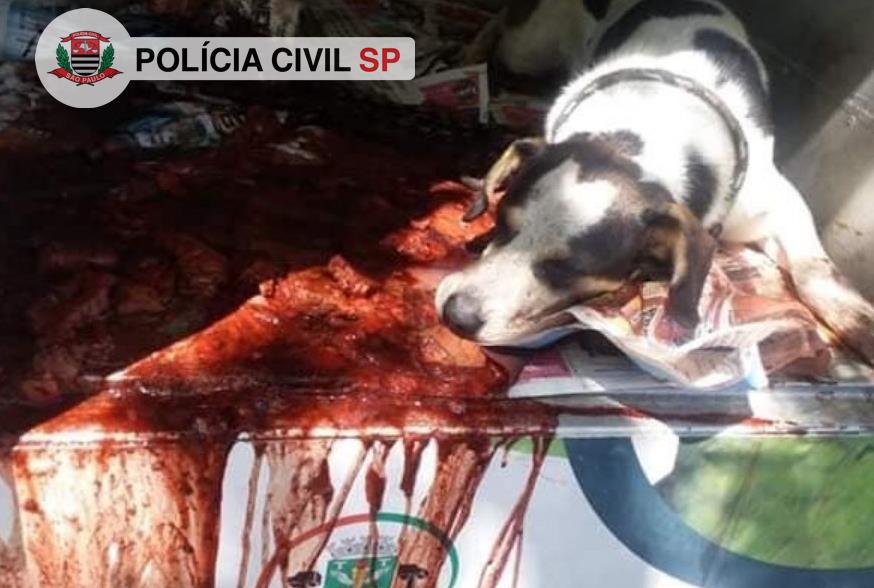 cachorro brutalmente agredido